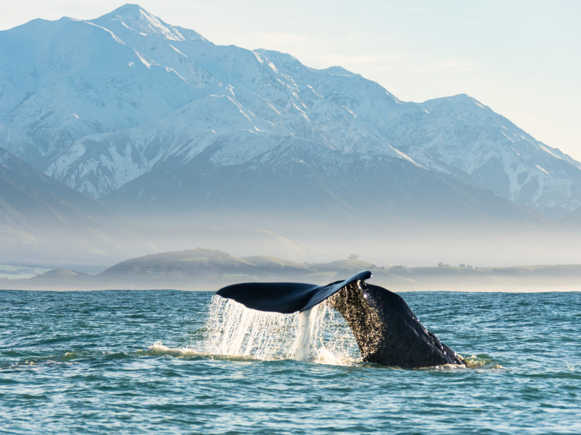 131245 kaikoura whale watching web 1920px